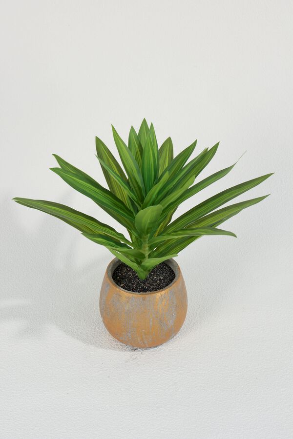 Planta Dracaena Fragrans 25cm COLOR UNICO image number null