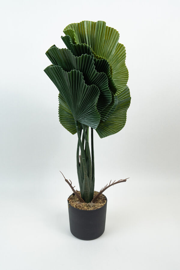 Planta Alocasia Gageana COLOR UNICO image number null