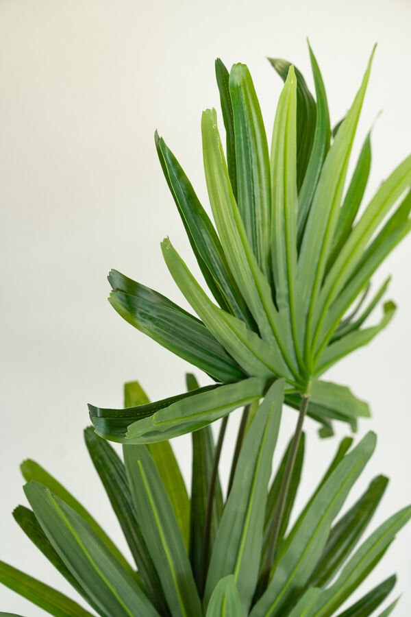 Planta palm100cm COLOR UNICO image number null