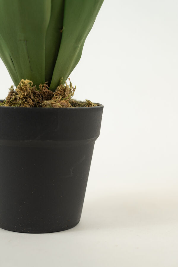 Planta YUCCA 35CM COLOR UNICO image number null