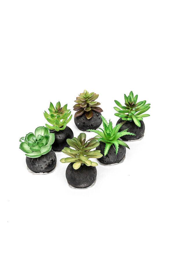 Planta Moa mini, mix COLOR UNICO image number null