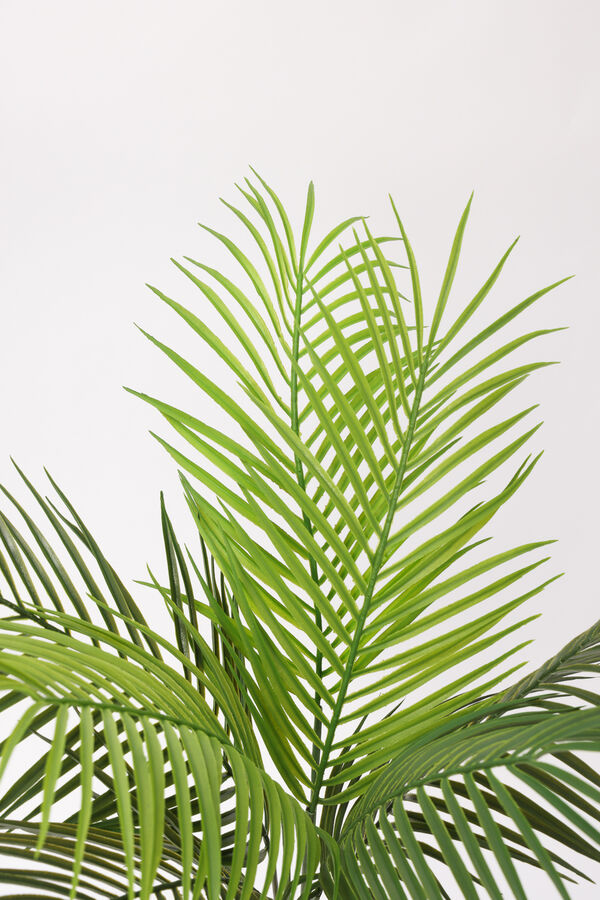 Planta Palmera Areca 80cm COLOR UNICO image number null
