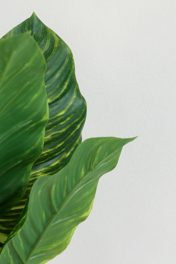 Planta Alocasia 40cm COLOR UNICO image number null