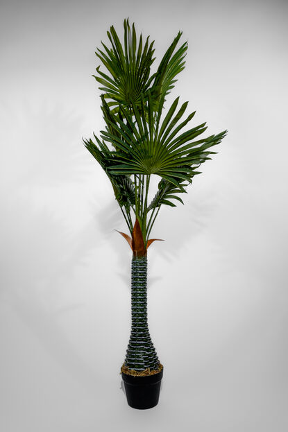 Planta Palmera Abanico 120cm COLOR UNICO image number null