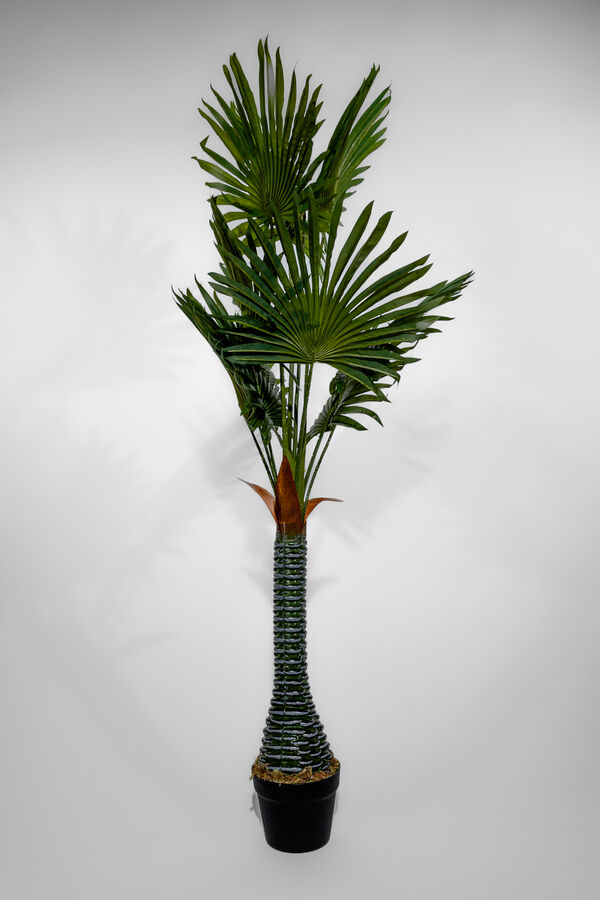 Planta Palmera Abanico 120cm COLOR UNICO image number null