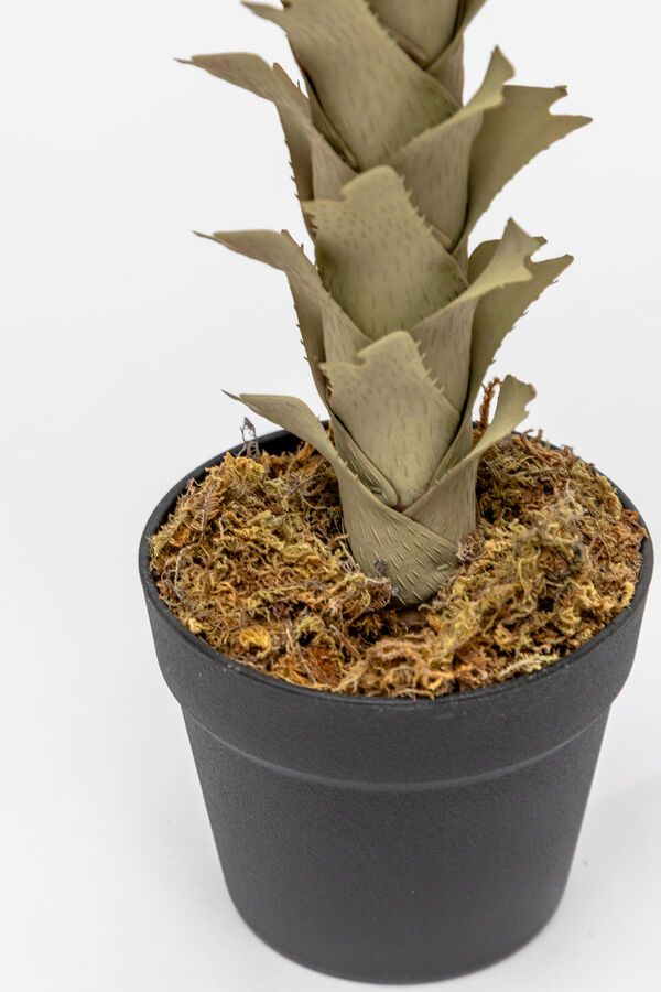 Planta Agave COLOR UNICO image number null