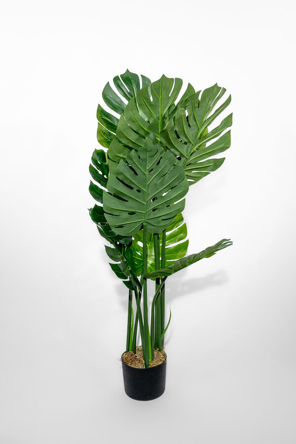 Planta Monstera Deliciosa 90cm COLOR UNICO image number null