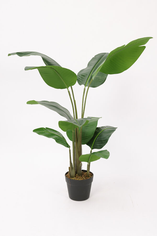 Planta Palma del Viajero 104cm COLOR UNICO image number null