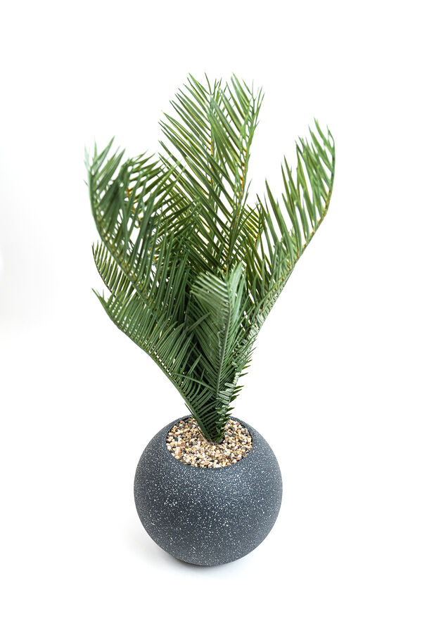 Planta Palmera 50cm NEGRO image number null