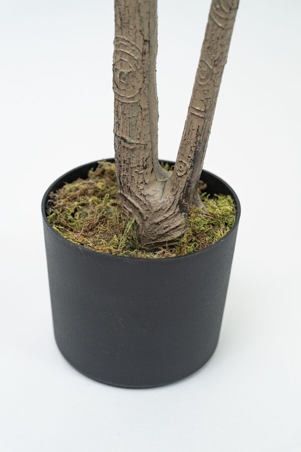Planta Higuera 160cm COLOR UNICO image number null