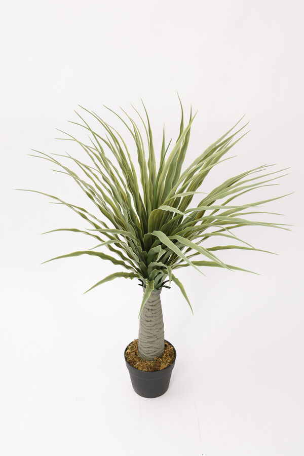 Planta Dracaena de Dragón 80cm COLOR UNICO image number null