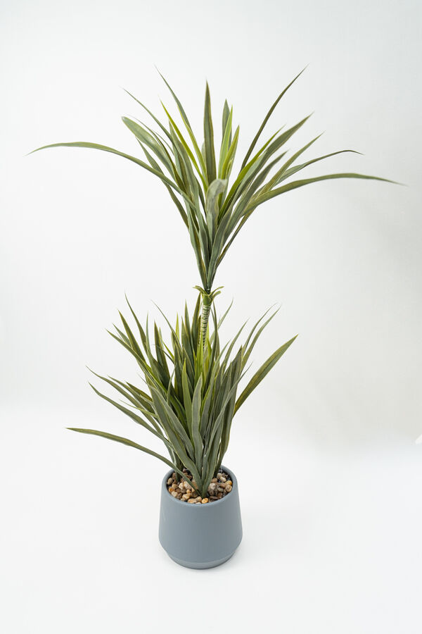 Planta Cintas COLOR UNICO image number null