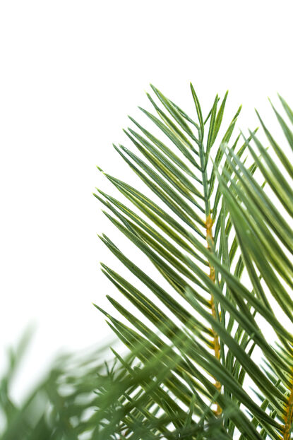 Planta Palmera 50cm NEGRO image number null