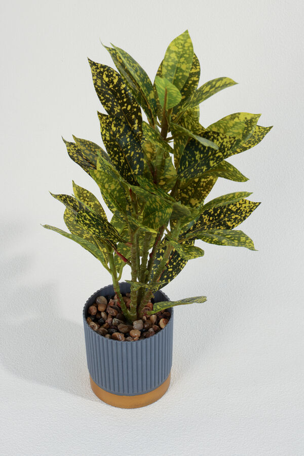 Planta Aucuba 40cm COLOR UNICO image number null