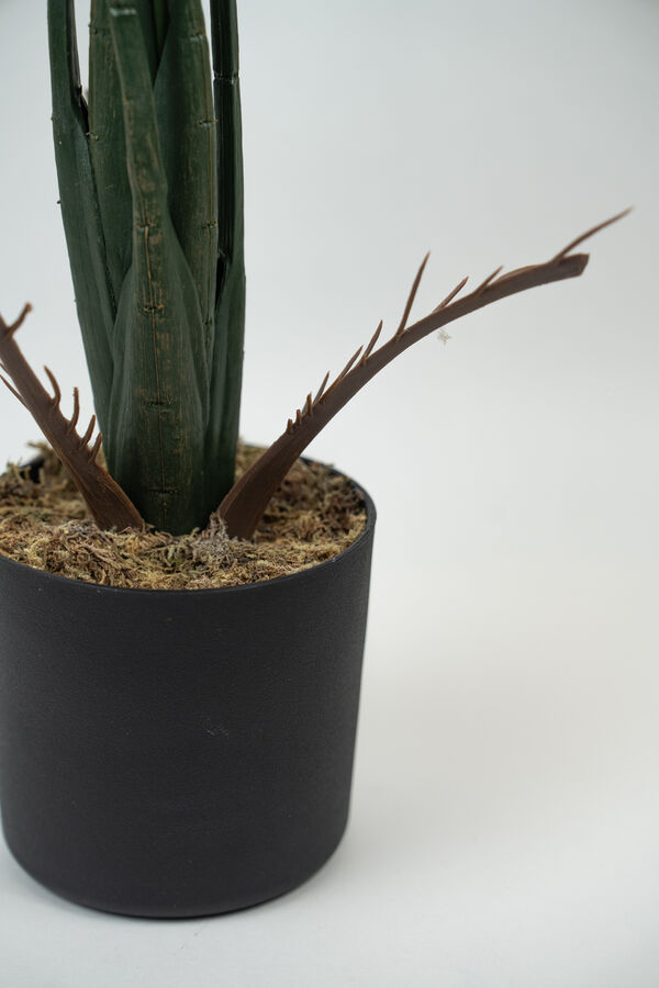 Planta Alocasia Gageana COLOR UNICO image number null