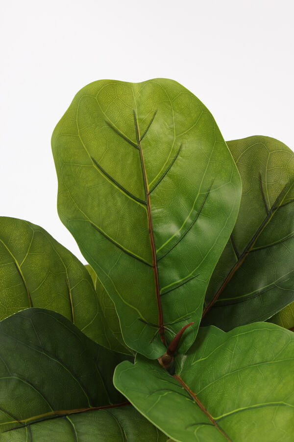 Planta Higuera 70cm COLOR UNICO image number null