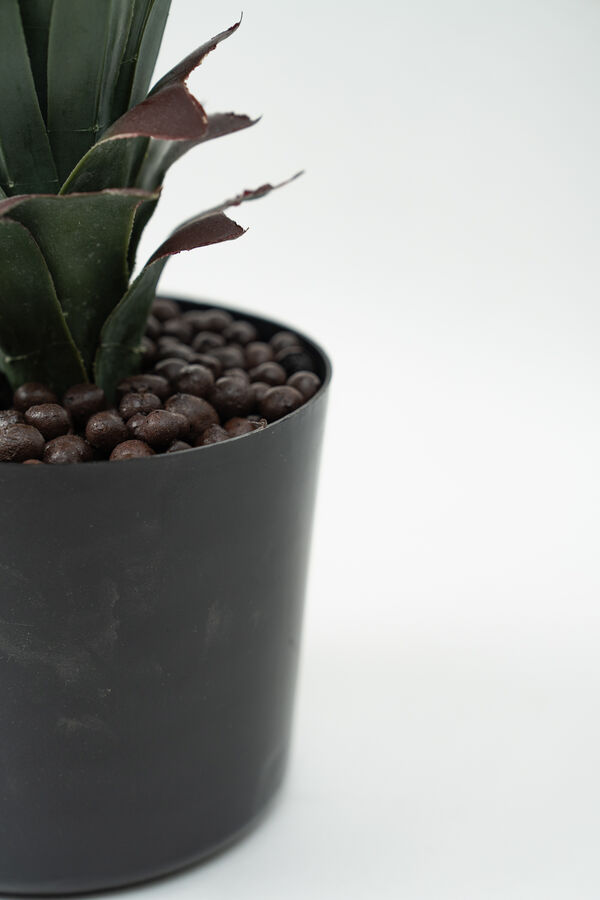 Planta Pitaya COLOR UNICO image number null