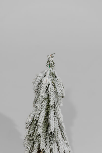 Deco Navidad Pino Nevado COLOR UNICO image number null