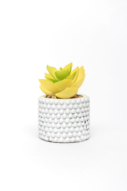 Planta Suculenta 691 Mini, Mix COLOR UNICO image number null