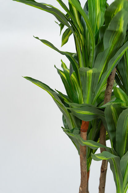 Planta Dracaena fragrans COLOR UNICO image number null