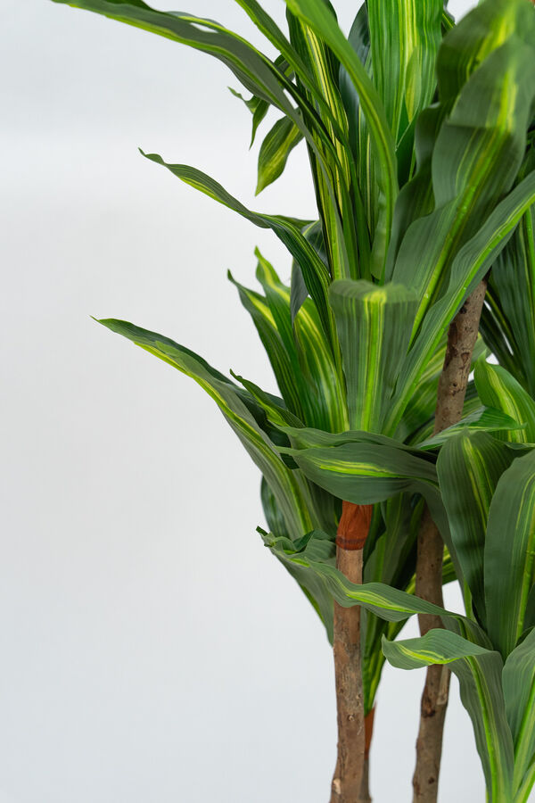 Planta Dracaena fragrans COLOR UNICO image number null