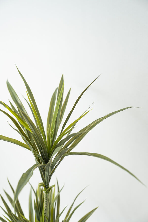 Planta Cintas COLOR UNICO image number null