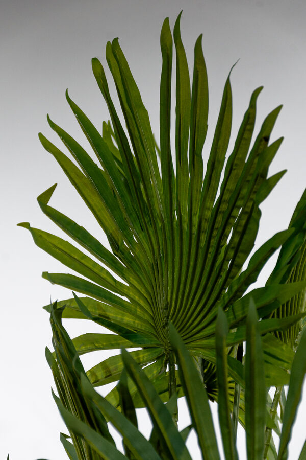 Planta Palmera Abanico 120cm COLOR UNICO image number null