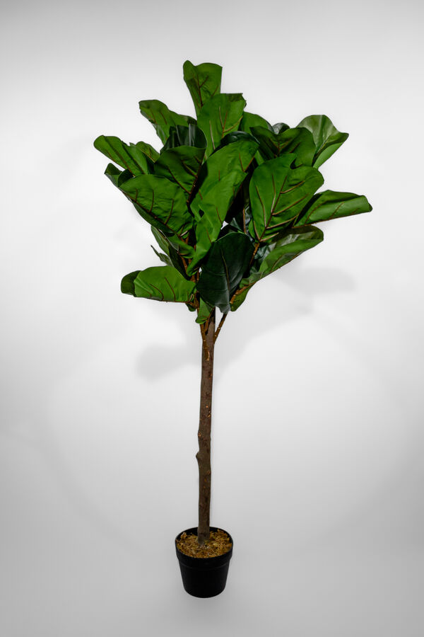 Planta Higuera 130cm COLOR UNICO image number null