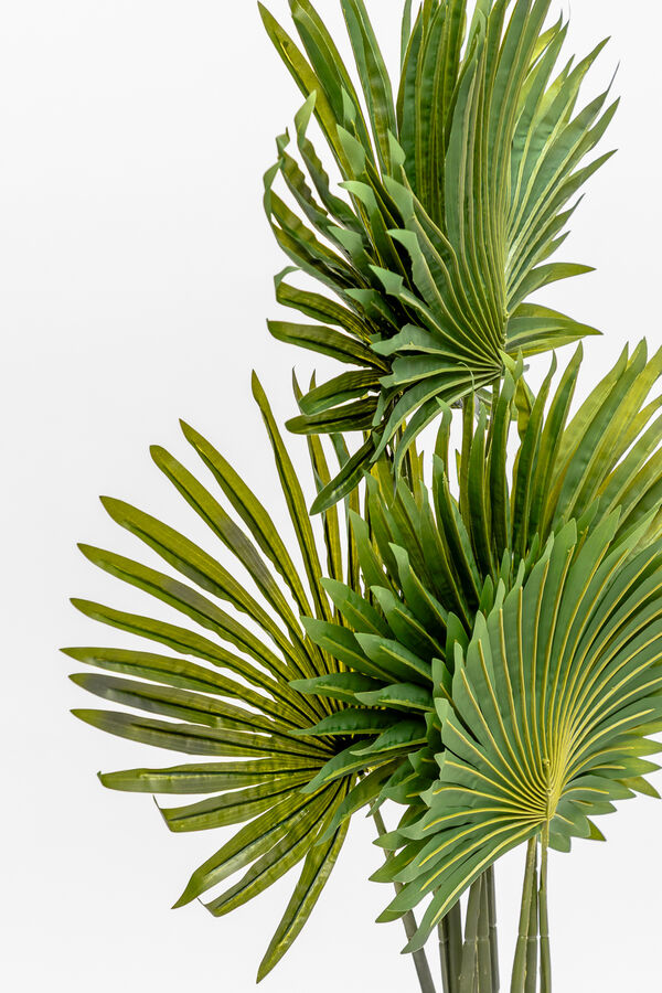 Planta Palmera China COLOR UNICO image number null