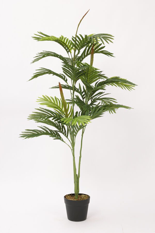 Planta Palmera Areca 85cm COLOR UNICO image number null
