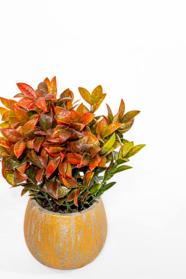 Planta Jazm&iacute;n Asi&aacute;tico  25cm COLOR UNICO image number null