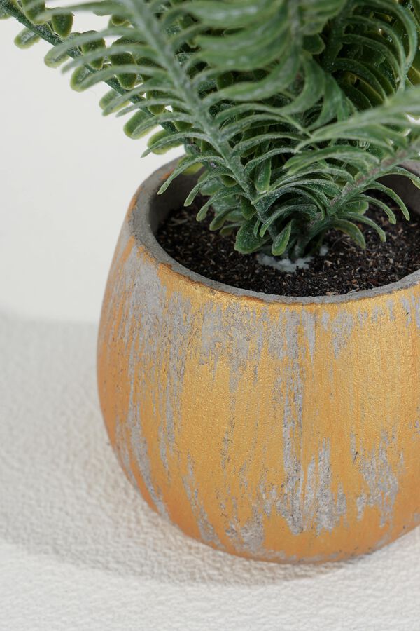 Planta Helecho Crespo 27cm COLOR UNICO image number null