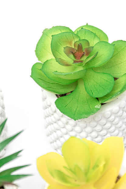 Planta Suculenta 691 Mini, Mix COLOR UNICO image number null