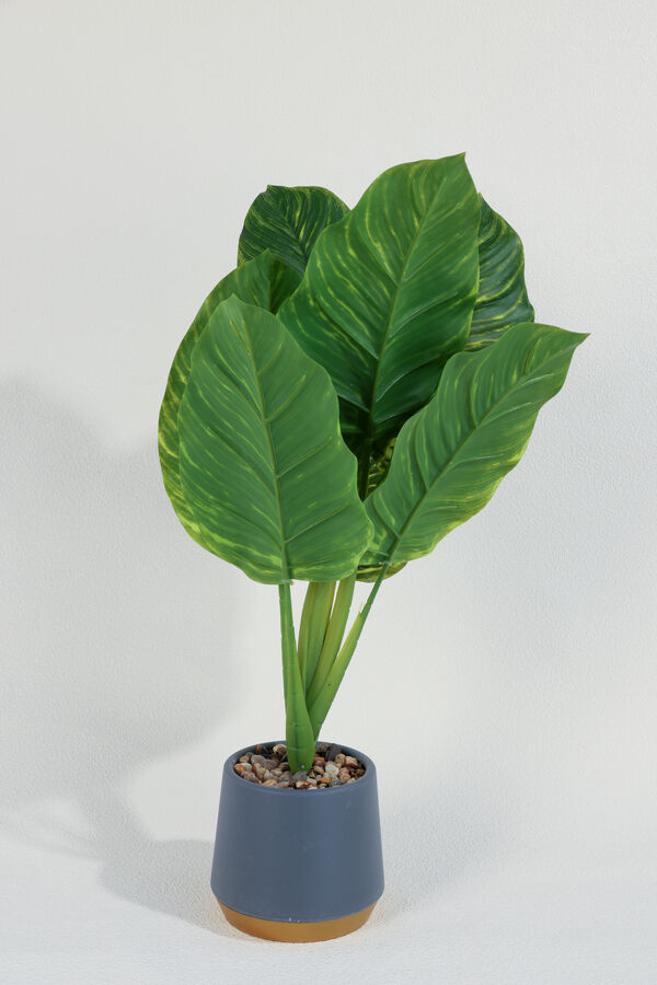 Planta Alocasia 40cm COLOR UNICO image number null