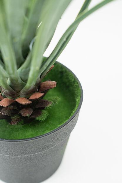 Planta Cintas COLOR UNICO image number null