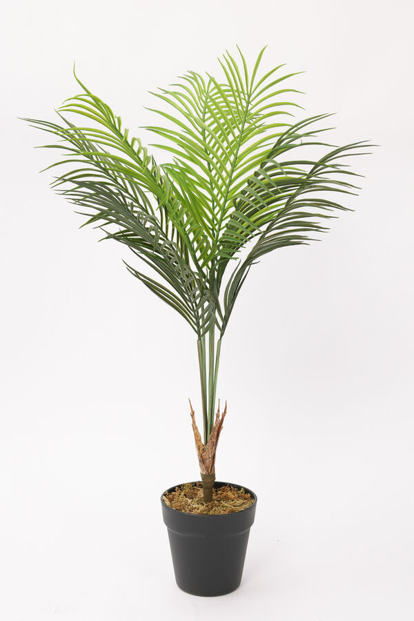 Planta Palmera Areca 80cm COLOR UNICO image number null