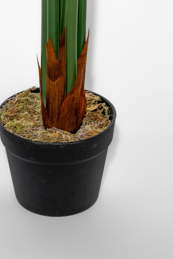 Planta Monstera 85cm COLOR UNICO image number null