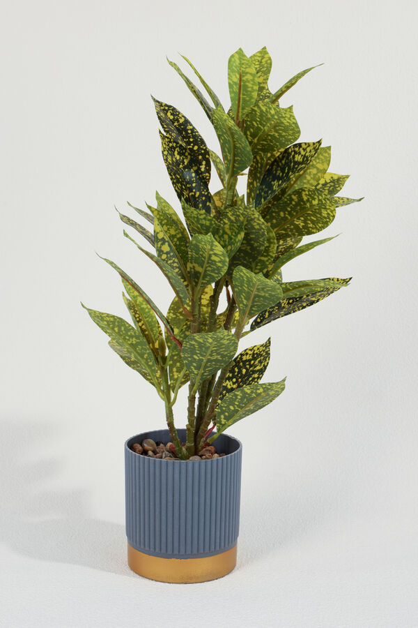 Planta Aucuba 40cm COLOR UNICO image number null