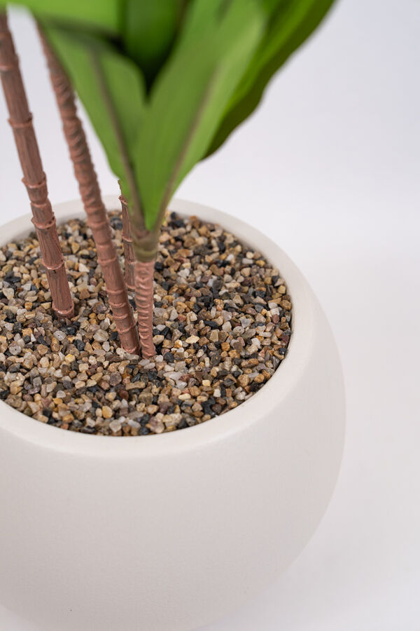 Planta Clavel COLOR UNICO image number null