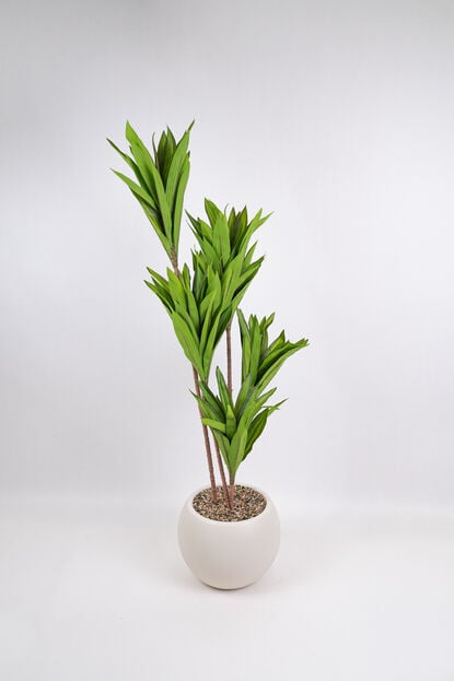Planta Clavel COLOR UNICO image number null
