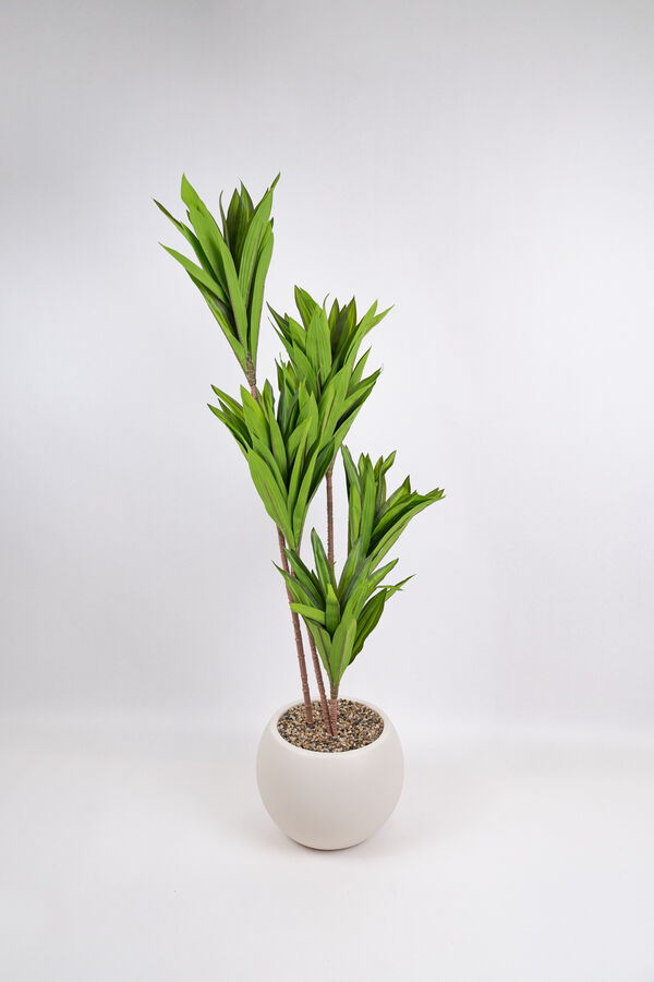 Planta Clavel COLOR UNICO image number null