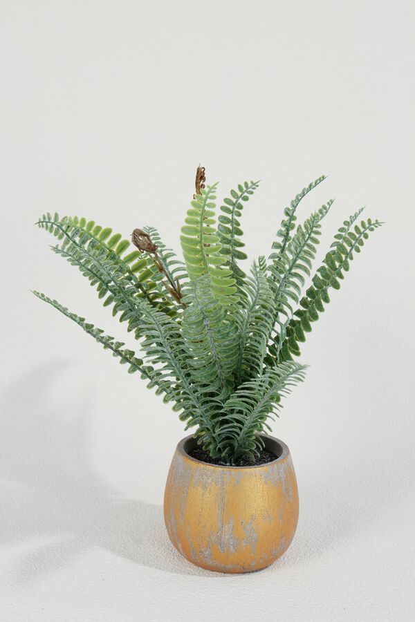 Planta Helecho Crespo 27cm COLOR UNICO image number null