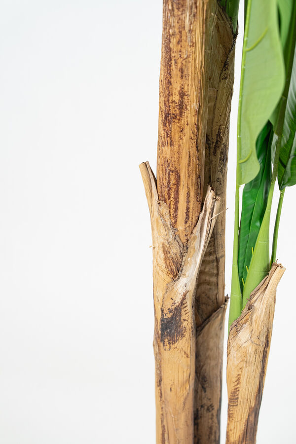 Planta BANANA TREE 180cm COLOR UNICO image number null