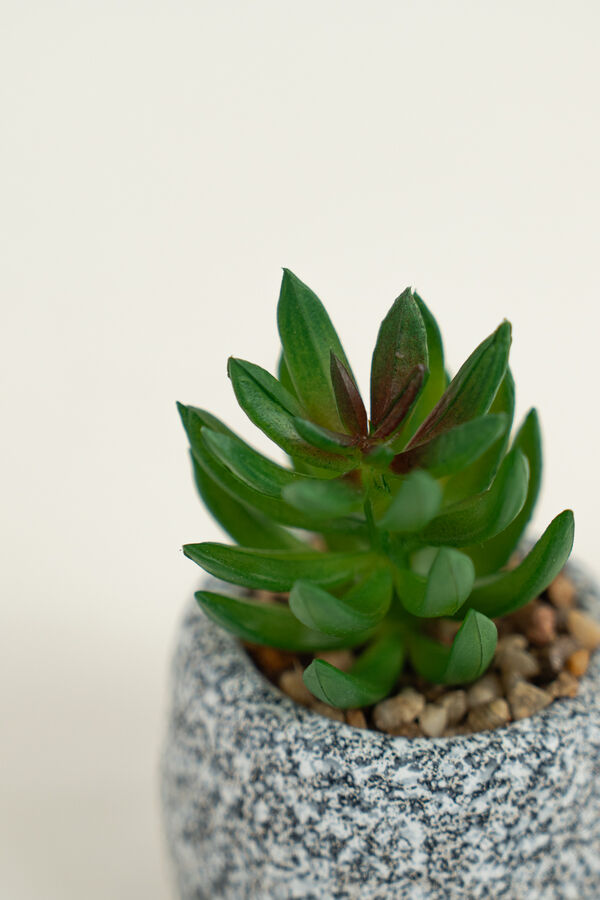 Planta Suculenta 689 Mini, Mix COLOR UNICO image number null