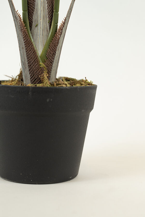 Planta palm100cm COLOR UNICO image number null