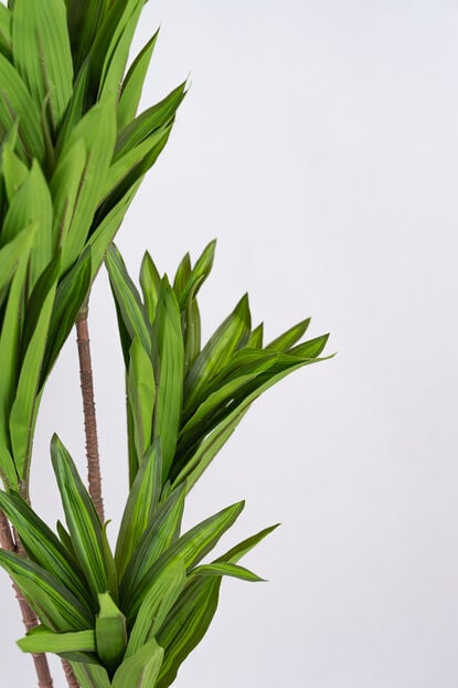 Planta Clavel COLOR UNICO image number null