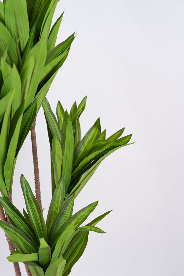 Planta Clavel COLOR UNICO image number null