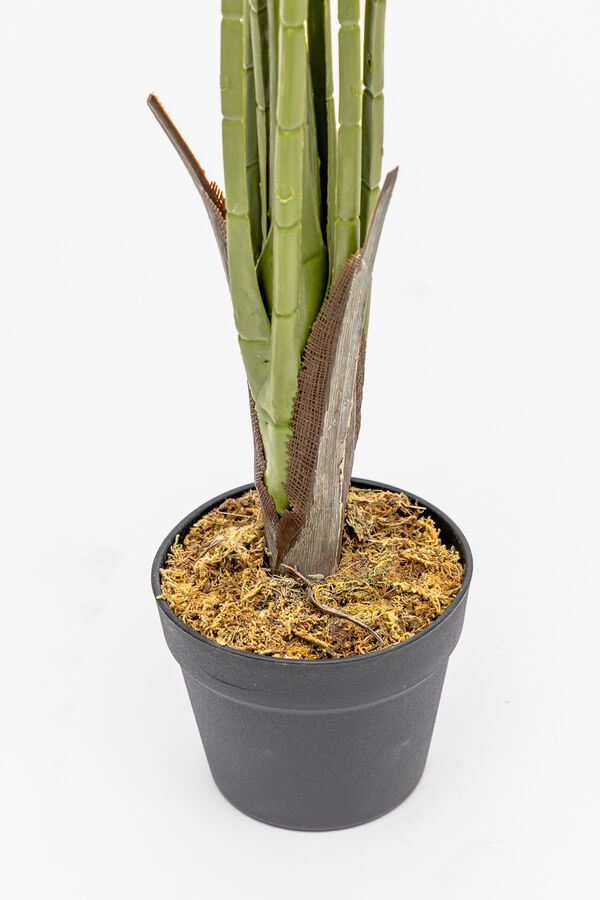 Planta Palmera China COLOR UNICO image number null