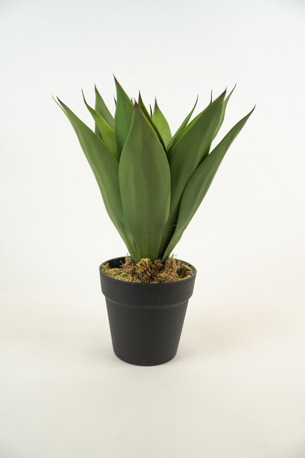Planta YUCCA 35CM COLOR UNICO image number null