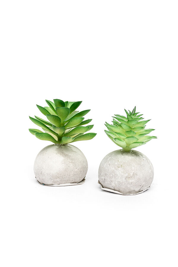 Planta Moa mini, mix COLOR UNICO image number null